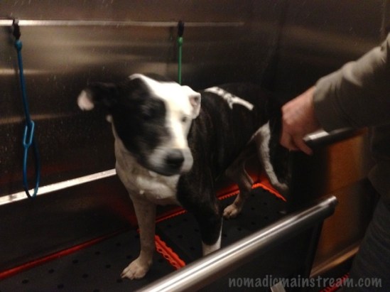 A less happy Tisen won't hold still for a picture when we took him for a post-romp bath