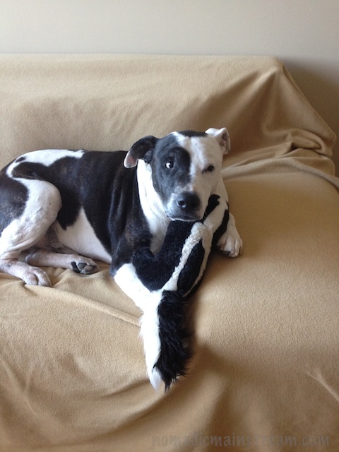 Tisen cuddles Skunk on the sofa after a walk