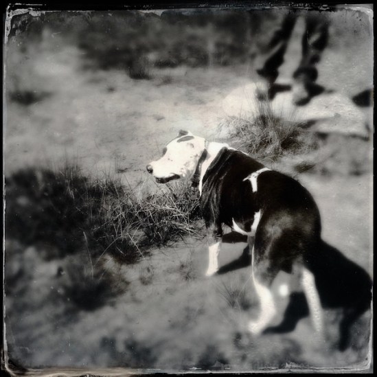 Tisen wasn't sure if he was hot enough to go wading in the strange looking water