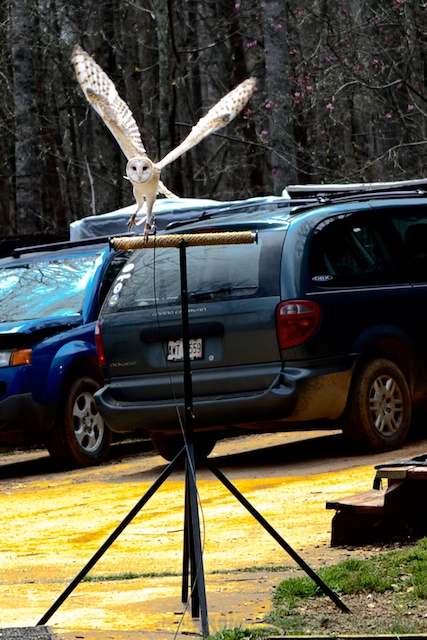 Theo shows off his impressive wing span