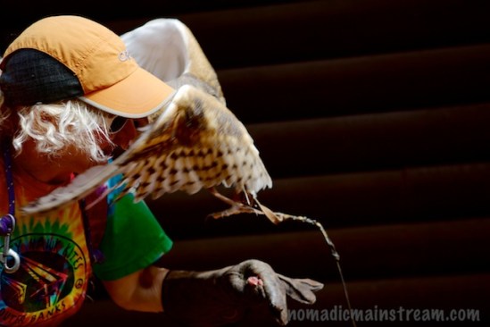 Theo and Dale rub noses before Theo manages to back up and land safely on the glove