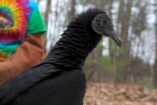 Checking out the surroundings, Cayce is still nervous about where the ladder was