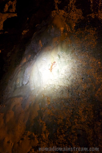 With a macro lens and some better lighting, this would have been a cool shot