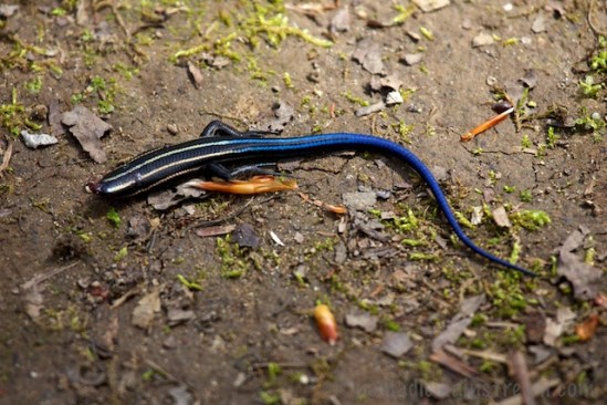 Evidence that someone got only half a meal--we discovered the back half of a 5-striped skink