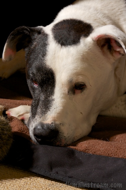 My Tisen holds still for a portrait shot (DSLR)