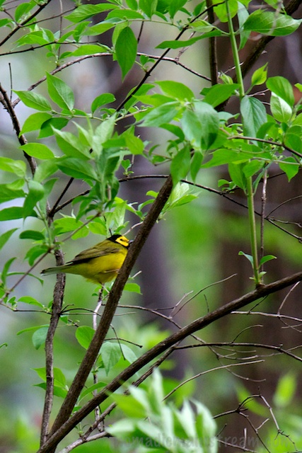 One of the more exciting sightings of the day--the Hooded Warbler