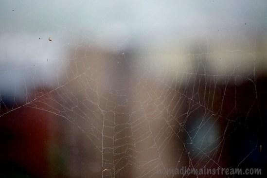 Spider web with buildings blurred in the background