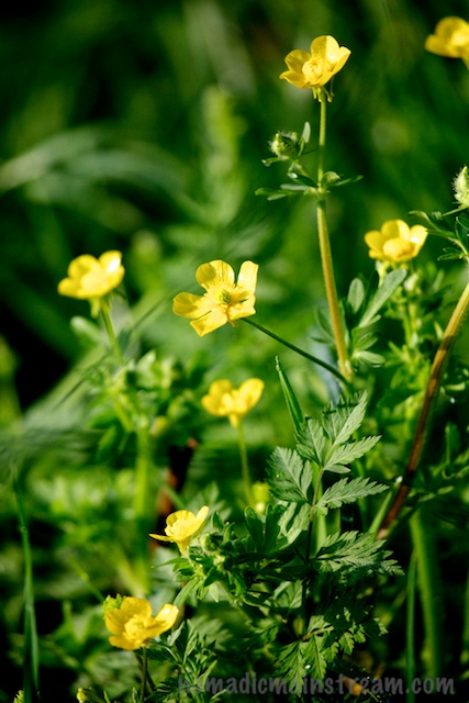 About as tight as I could get with my 100-400mm lens on my DSLR 