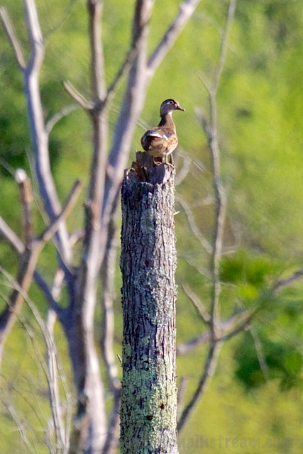 She may look indifferent, but I think she's just being coy