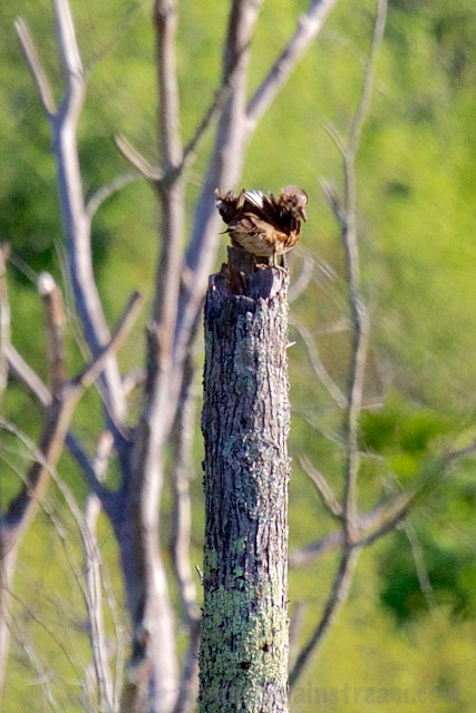 I'm pretty sure this is the wood duck equivalent of "shaking your booty"