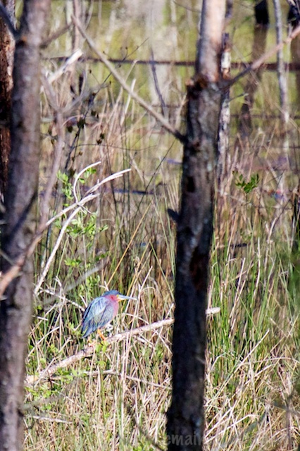 My first Green Heron of the season--usually, I see them daily at the park, but not during the birdathon