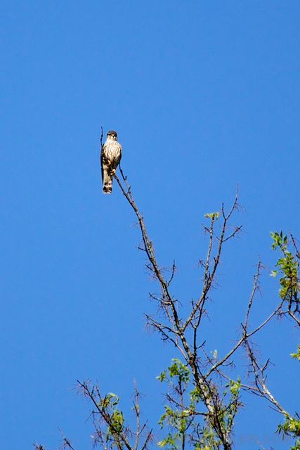 Spotting the Merlin at the end of a very thin-looking tree branch