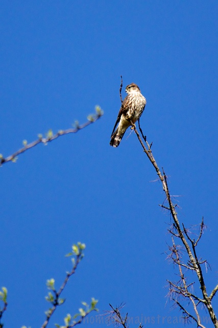 The Merlin seems to be testing the wind as he twists about, thinking about flying