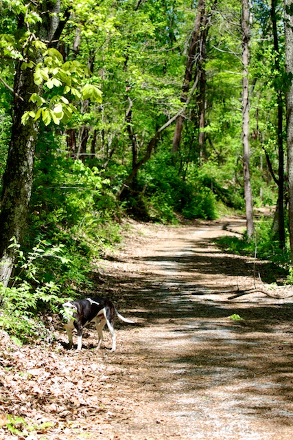 Tisen peering back at me through trailside brush