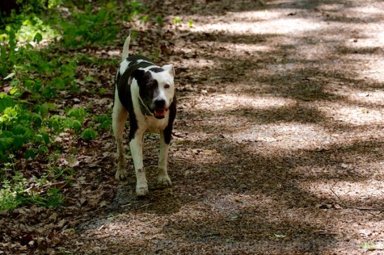 My sweet boy coming back to Mommy after wandering aways ahead