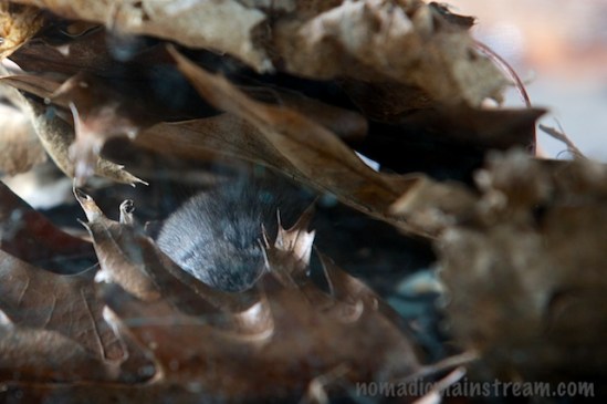 I swear there is a mouse in this photo