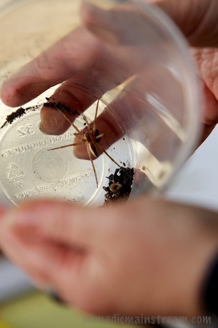 I was too nervous to remember what kind of spider this was