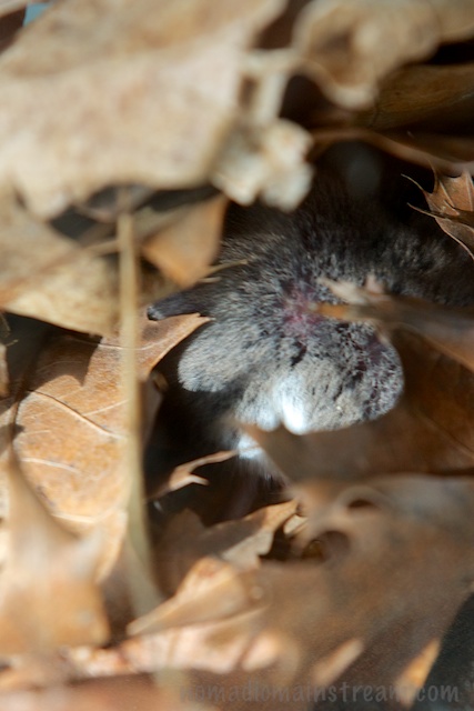 A little bit more of our white-footed friend is showing in this one, but not much