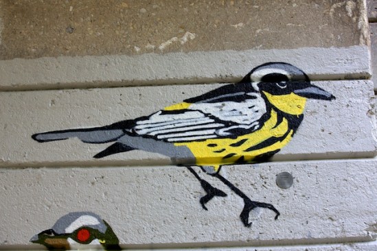 This Magnolia Warbler remains perched all day