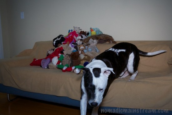 Tisen doesn't really like it when I try to play with his toys