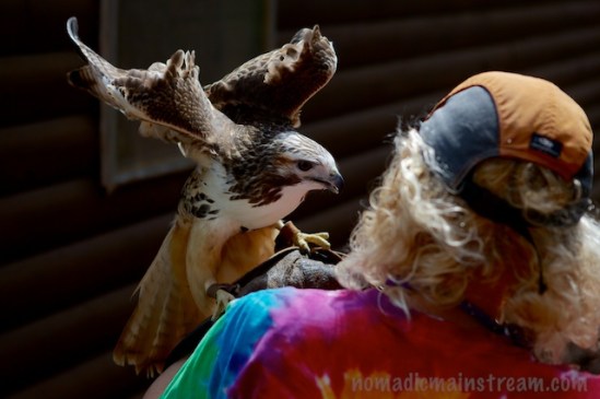 Coming in for a landing--Cody touches down