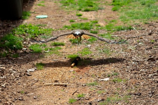 Ground effect--Cody floats on the bubble of air close to the ground