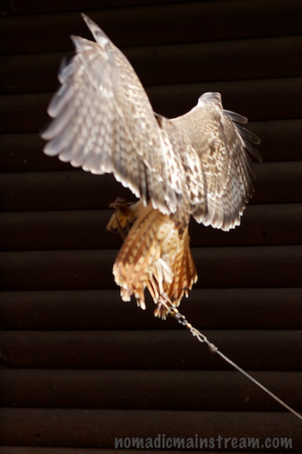 This is a back-view of Cody flaring to a stop