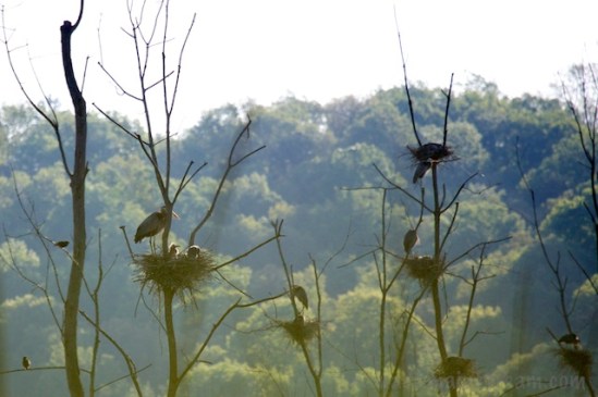 A small portion of the heron rookery over the VW Wetland