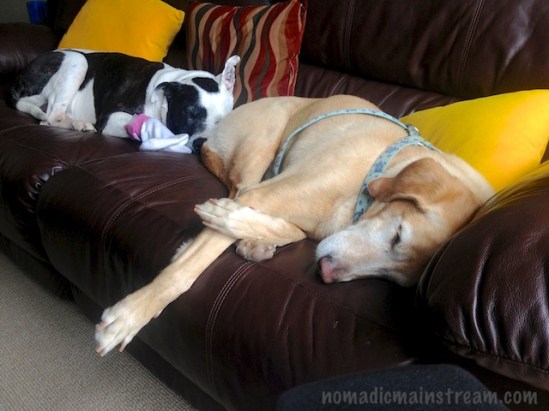 Back home, Tisen hung out with Twiggy, making themselves comfortable on the couch