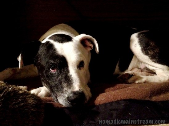 I think his face looks distorted (shot with the 8x attachment on), but my husband thinks Tisen looks normal