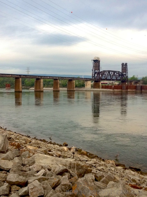 Can you spot the Great Blue Heron on the rocky shore?