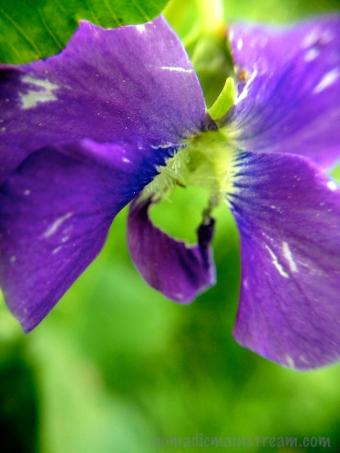 I couldn't get far enough away from this violet to frame it properly with the macro attachment on the iPhone