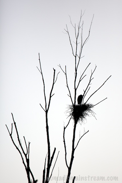 One lone heron in silhouette on its nest