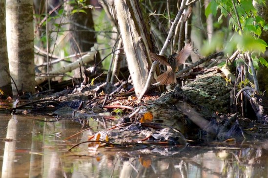 A Swamp Sparrow flitting by the edge of the wetland