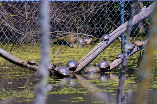 Turtles trying to escape over the fence