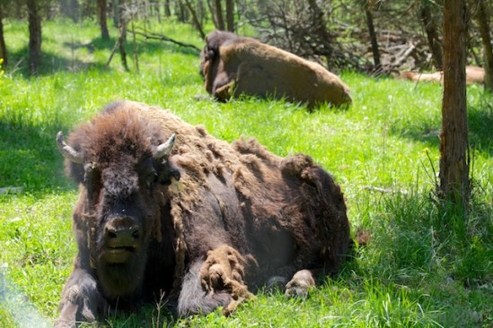Even the bison were shedding