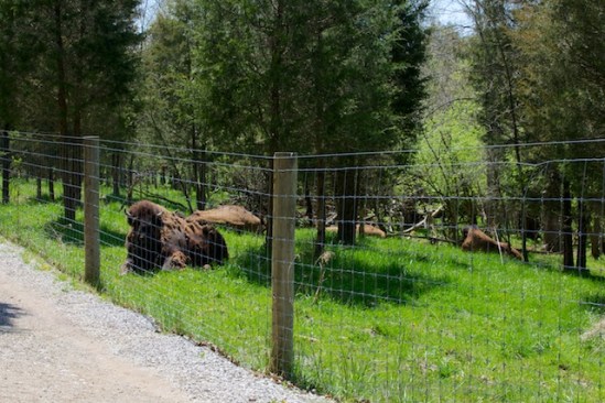 When I first spotted the bison, I thought I was seeing round bales of hay or something