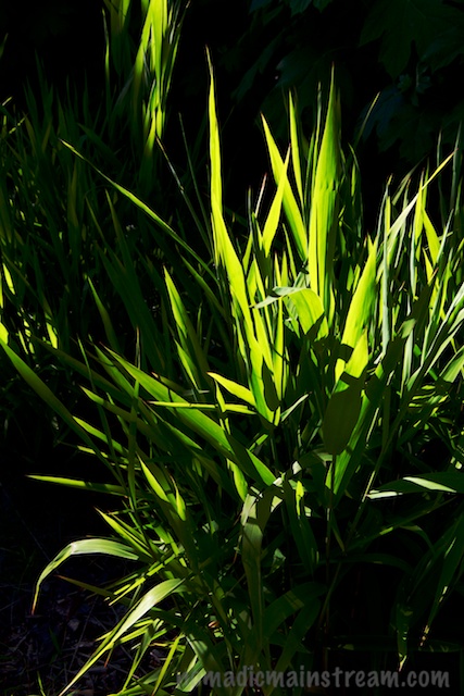 I had a hard time choosing between the grass images--I might like this one best