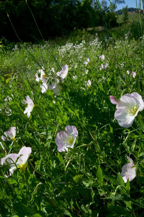 A wide view of the Evening Primrose in a meadow