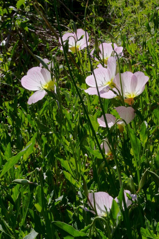 A clump of evening primrose