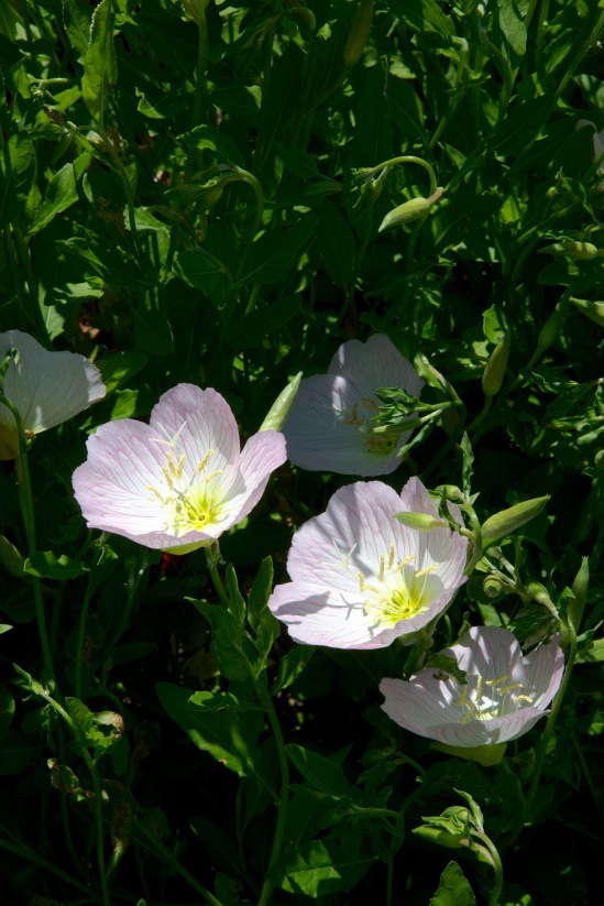 Not quite macro with my 24-70mm lens