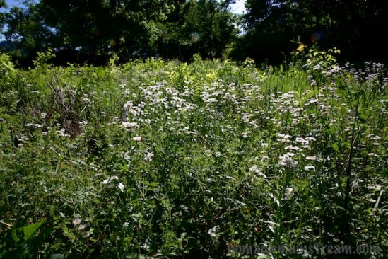 Fleabane (I think) filling a small meadow
