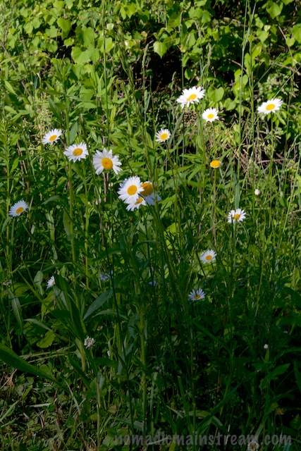 Oxeye Daisies?