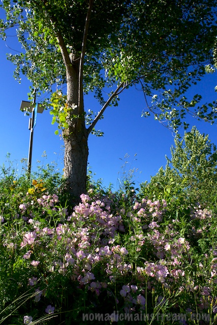 Evening primrose climbing up a slope