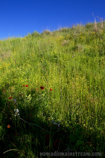 A mixture of bright flowers and native grasses rises up to a deep blue sky