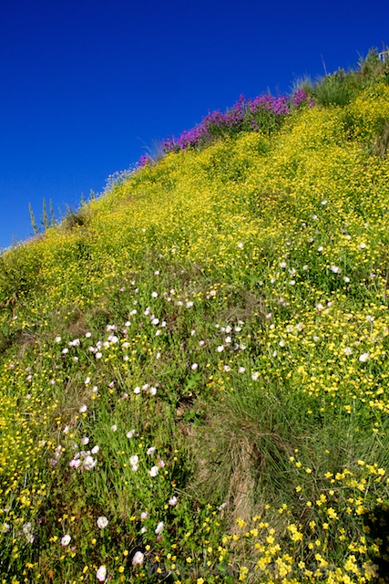 The Ramp makes for an awesome display of wildflowers