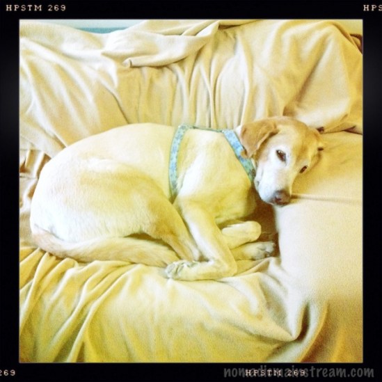 A more realistic coloring on Twiggy and Sofa, but still a bit yellow