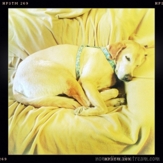 Miss Twiggy looking a bit like lemonade