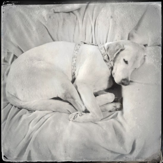 Final black and white version--I didn't notice how she holds her back feet until just now