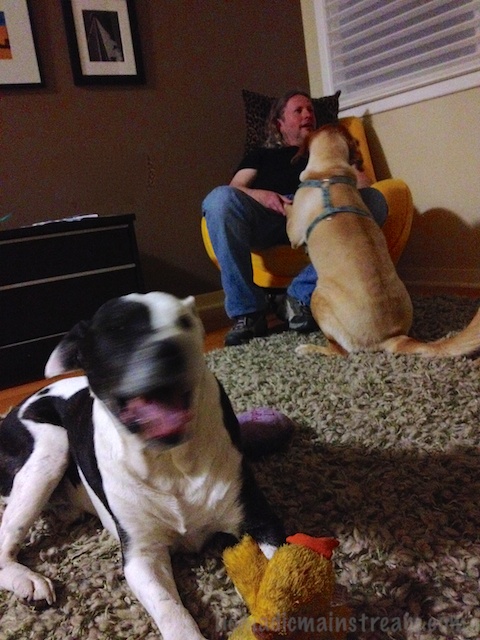 Twiggy decides to take advantage of the fact that there are 3 humans present who are capable of rubbing her belly